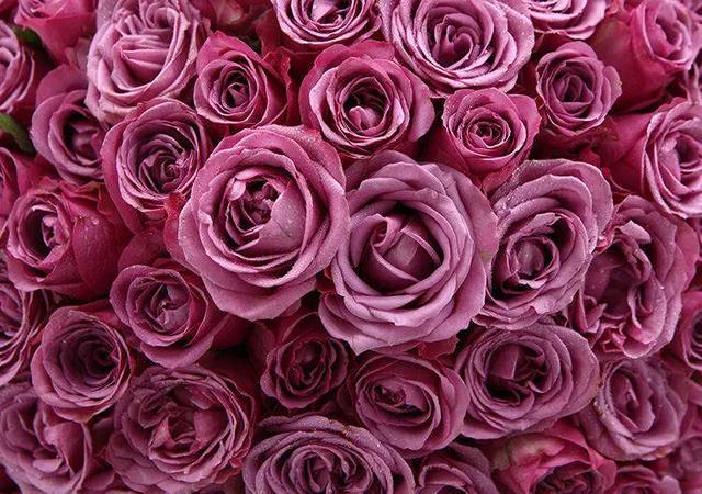 七夕节送花的经典祝福语，七夕节送花的经典祝福语图片（多款玫瑰花束为爱而来）