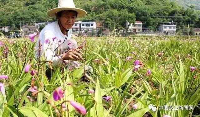 种植什么药材最赚钱，2022种植什么药材最赚钱（农村种植这4种药材）
