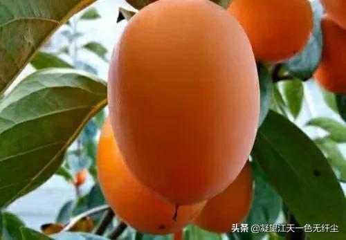 江天一色无纤尘，江天一色无纤尘是什么颜色（我言秋日胜春朝）