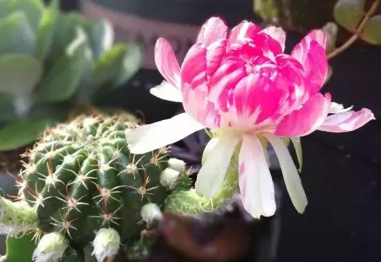 绿萝好养吗,绿萝怎样栽培(绿萝竟然排在倒数第1) 绿萝好养吗,绿萝怎样栽培(绿萝竟然排在倒数第1)