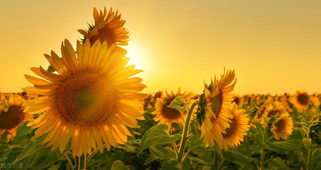 阳光朋友圈文案句子，朋友圈文案短句干净阳光文案（唯美阳光的朋友圈文案）