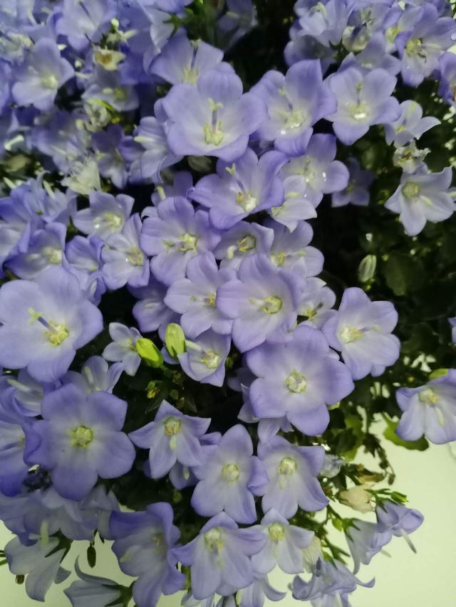 花卉图片及名称大全，常见绿植花卉及名称大全（100种常见花图鉴）
