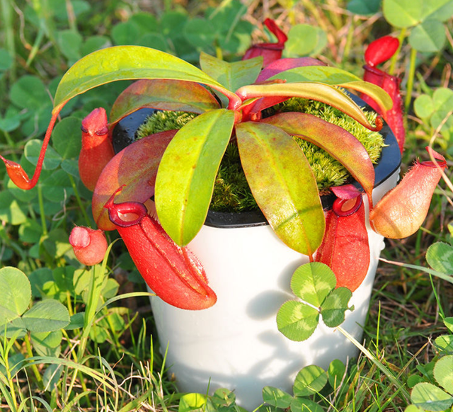 金鱼草怎么养，1种花长得像金鱼（金鱼草怎么养殖维护啊）