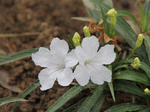 翠芦莉怎么养，翠芦莉怎么养开花多（耐高温耐贫瘠的翠芦莉）