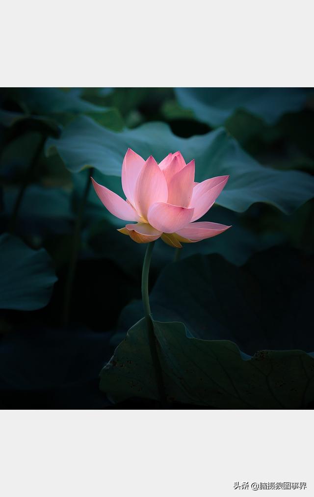 荷花图片，荷花图片大全真实照片（分享18张实拍荷花照）