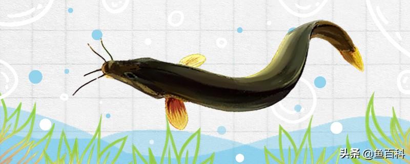 泥鳅喂养指南：天然饵料与人工饲料搭配，科学投喂促健康生长