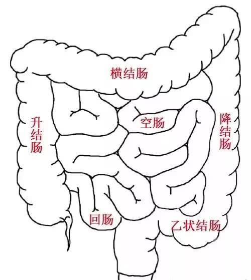 想问一下5cm有多长，5cm 有多长（从嘴巴到肛门距离也就一米）