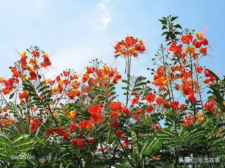 汕尾市市花图片