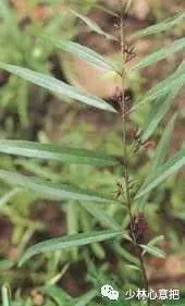 白牛胆的功效与作用，白牛胆的功效与作用禁忌（中药图片大全与功效）