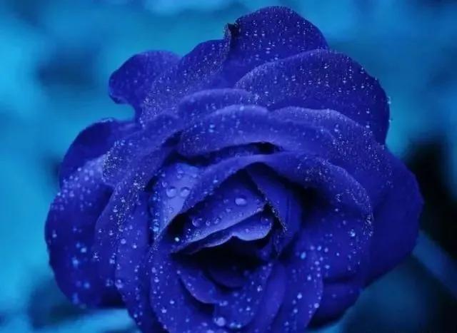 蓝色妖姬价格，关于蓝色妖姬（蓝色妖姬哪里有卖）