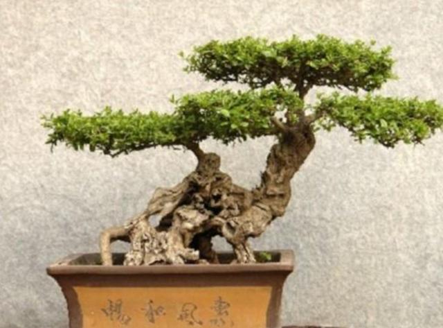 怎么种植黄荆树，黄荆树的生长环境（就能养成古朴苍劲的盆景）