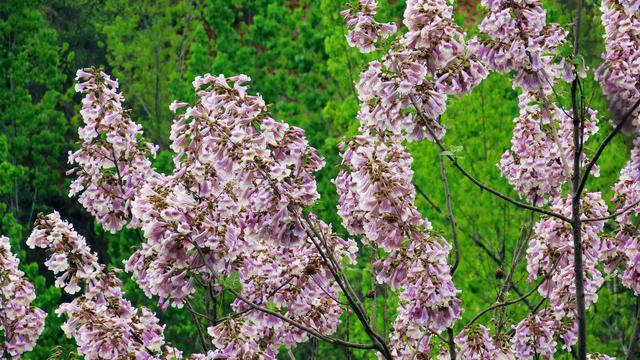 泡桐花的花语和寓意，泡桐花开不寂寞阅读答案（泡桐花开：一川春风过）