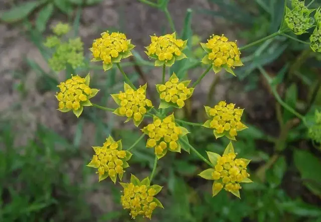 小柴胡汤配方解读，医圣张仲景的这个经方