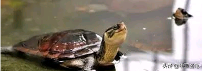 乌龟一般吃什么，家养的小乌龟一般吃什么（最全面的新手养龟攻略）