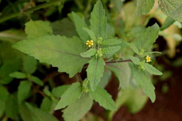 芐怎么读，芐怎么读（芐字解释（食野之芩”里的“芩”是什么植物）