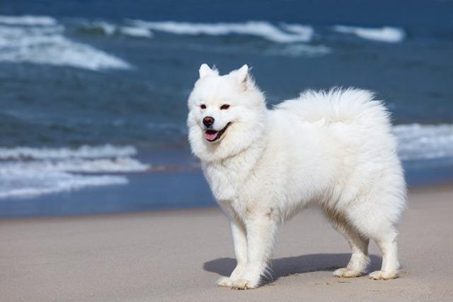 边境牧羊犬智商，边境牧羊犬能有多聪明（智力排行第一的边牧、德牧）