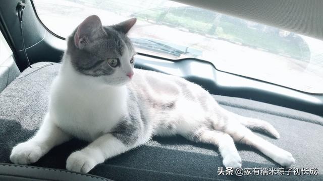 猫咪怀孕了有什么迹象，多条线索证明——你是否当上爷爷奶奶了