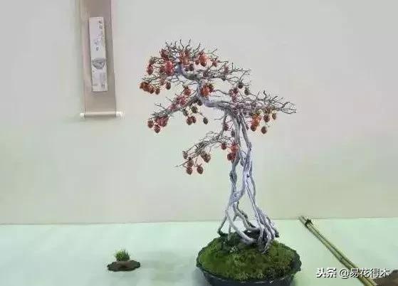 老鸦柿和金弹子的区别，老鸦柿和金弹子谁更容易养活（老鸦柿盆景）