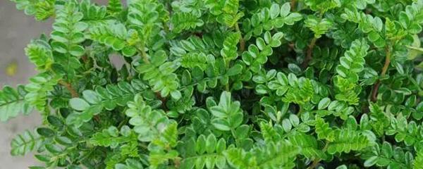 青香木栽培方法介绍，清香木的栽培技术（清香木怎么养）