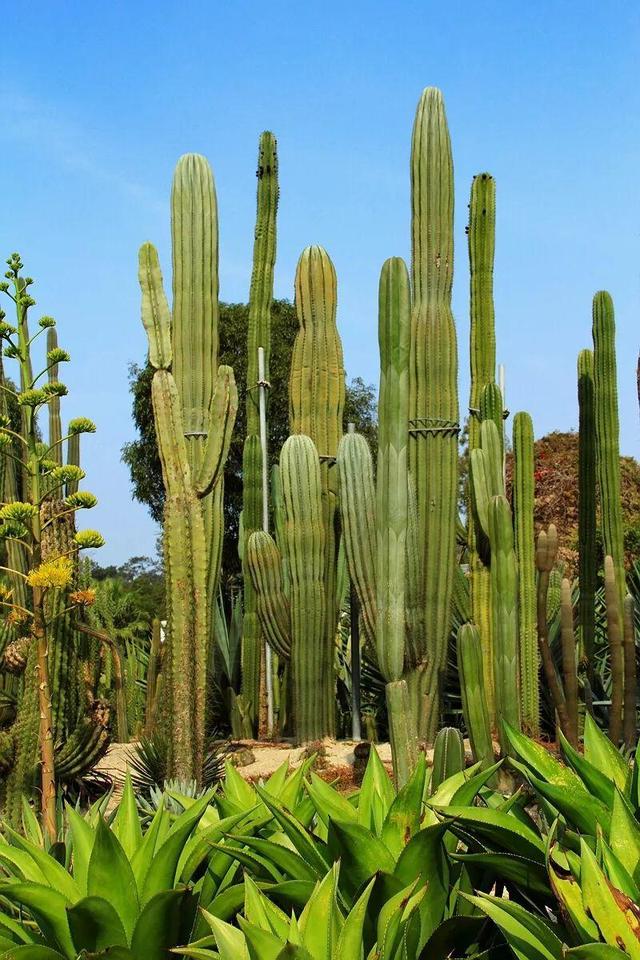 厦门万石植物园里有哪些植物，厦门万石植物园里有哪些植物花（种满多肉的植物园）