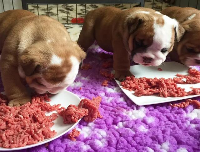 狗狗不能吃的东西，狗狗十大不能吃的食物（这些东西千万不要给狗狗吃）