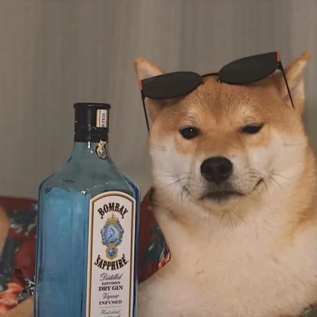 可爱的狗子图片，可爱狗子头像微信（狗狗憨憨头像‖好可爱啊）