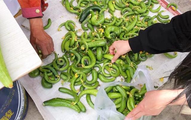腌黄瓜怎么做好吃，腌黄瓜怎么腌好吃又简单快速（直接加盐腌是大错特错）