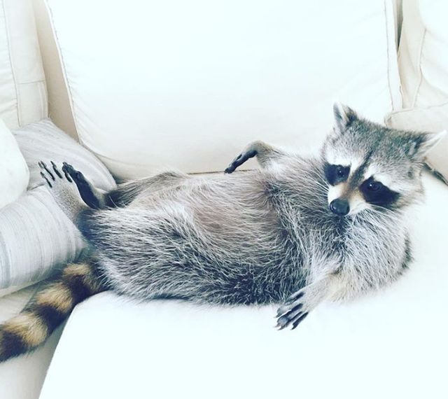 小浣熊图片，有一只浣熊做宠物是一种什么样的体验呢（小比熊图片）