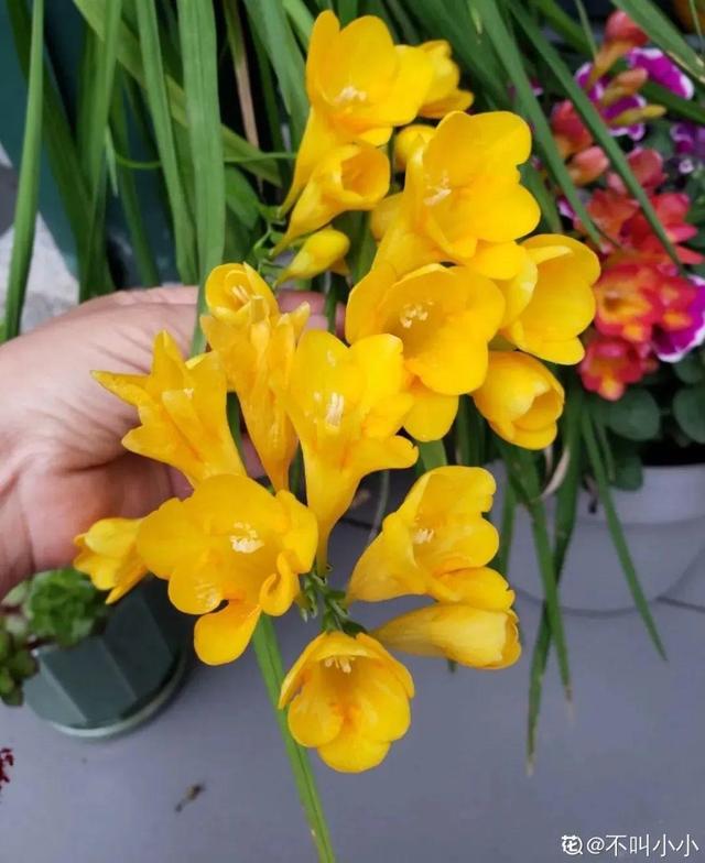 香草兰花怎么养，香兰草怎么种植（屋里养盆“香水花”）