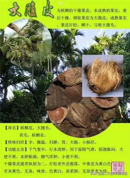 常见中草药图谱，中草药经典图谱（让你知道常用药都长啥样）