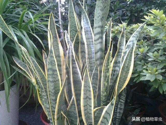 虎皮兰适合放在家里什么位置，虎皮兰摆放的最佳位置（虎皮兰吸收甲醛作用不大）