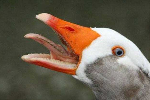 鹅为什么那么凶,鹅是不是天性凶残(俗语:"宁让狗咬)