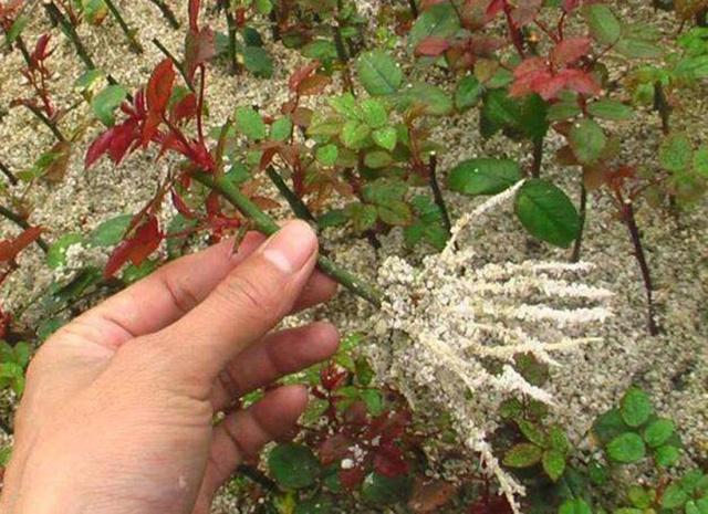 月季扦插多久生根，扦插月季多久生根（扦插月季别“手贱”）