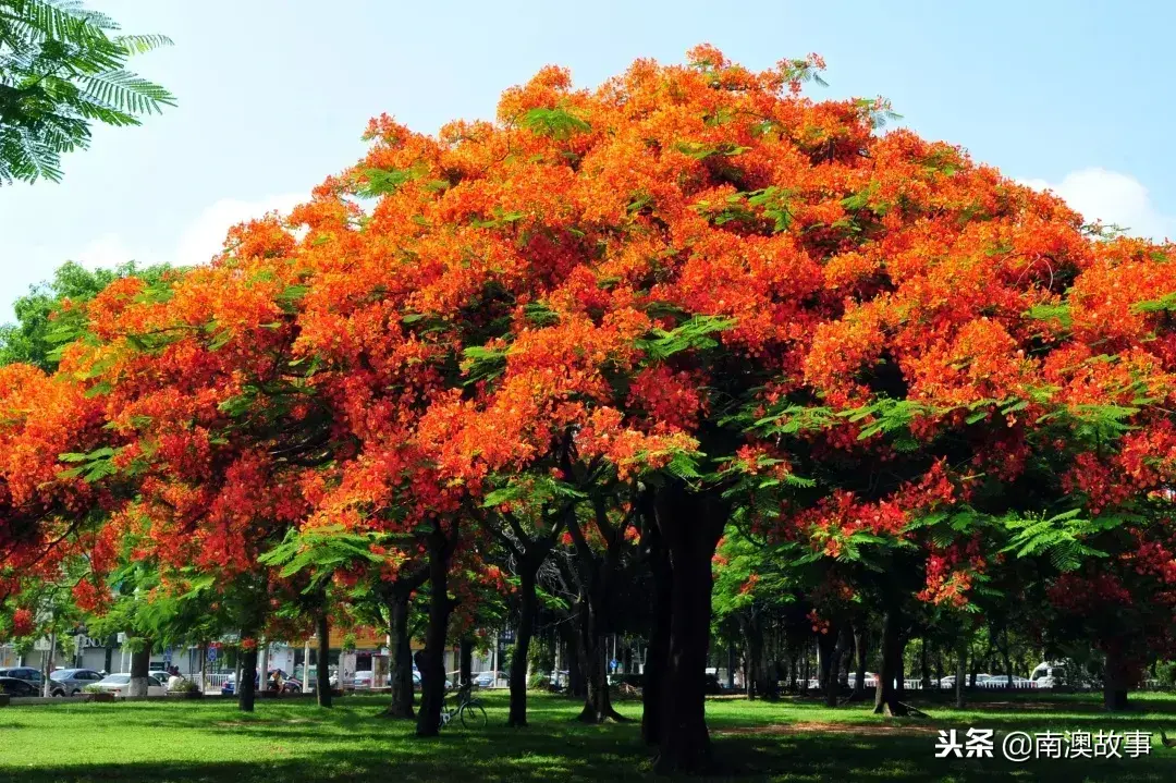 汕尾市市花图片