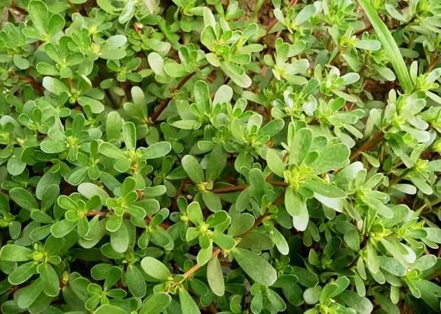 马食菜食用方法,马齿菜怎么做好吃(80岁奶奶吃了50年)