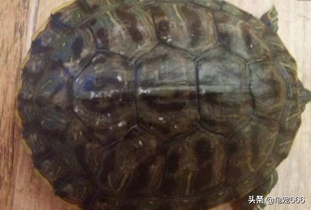 乌龟眼睛有层白色的膜，怎么预防乌龟眼睛长白膜（千万不要小看龟龟身上患有的这些白点）