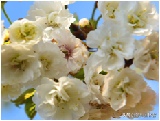 中国樱花有几个品种，中国樱花树品种（这81种樱花）