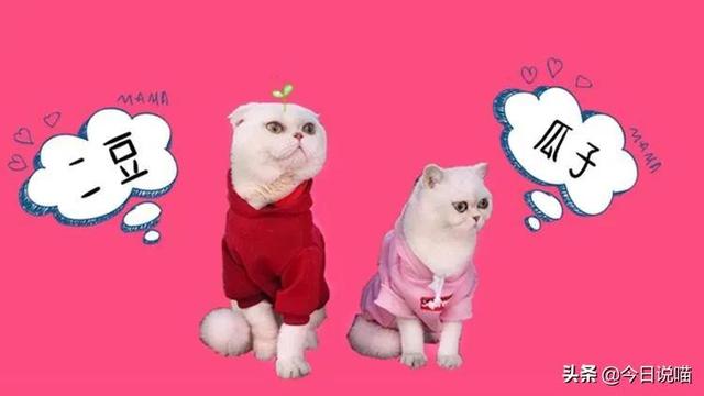 白色的猫有哪些品种，白色长毛猫是什么品种（盘点十大网红猫品种）