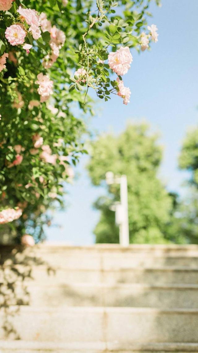 唯美文字丧系背景图。你说的道理我都懂，那又怎样。，丧系图片配文字（心碎时别看的难过句子）