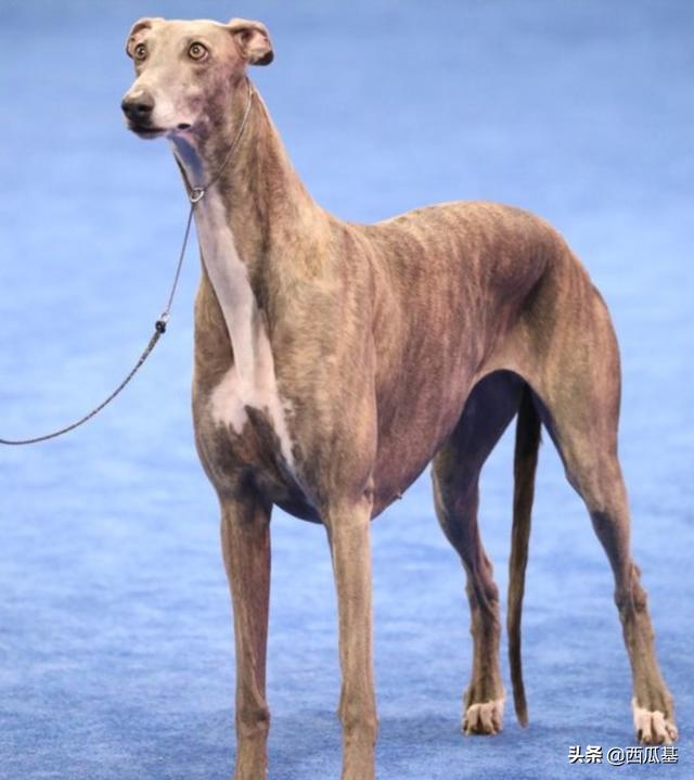 中国比特犬俱乐部,美国全国犬展十四届冠军(北京比特犬养殖基地)