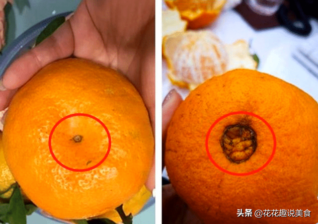 买水果时怎样挑选丑橘，买水果时怎样挑选丑橘子（全不对，果农教你选，香甜多汁）