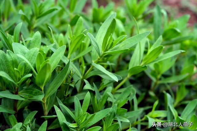 野菜种类有什么，野菜的种类和图片大全（你想要的野菜这里都有）