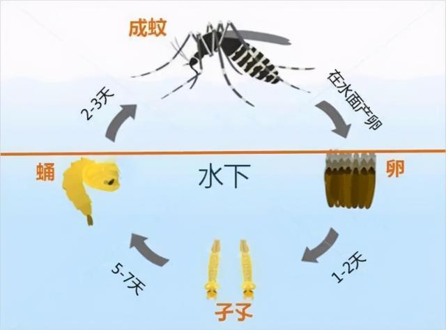 食蚊鱼的寿命,食蚊鱼的营养价值(每天吃几百只蚊子的食蚊鱼)