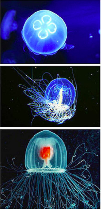 灯塔水母真的永生吗，灯塔水母有毒吗（地球上唯一可以返老还童的生物）