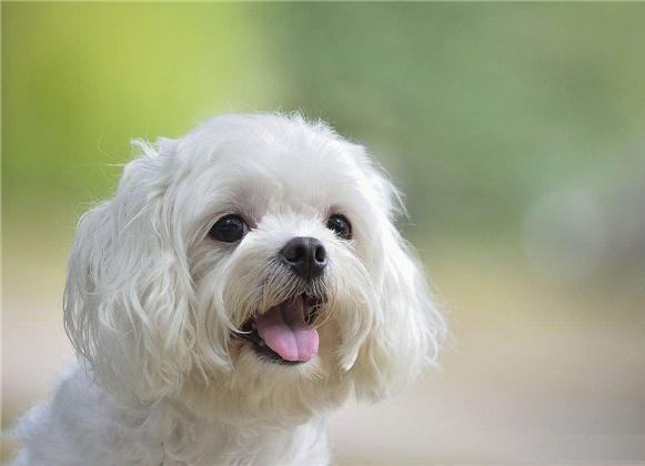 马尔济斯犬掉毛吗，马尔济斯掉毛吗（听我的，千万不要养马尔济斯）