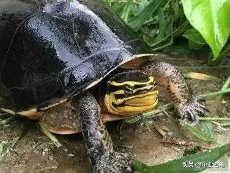 乌龟一般吃什么，家养的小乌龟一般吃什么（最全面的新手养龟攻略）