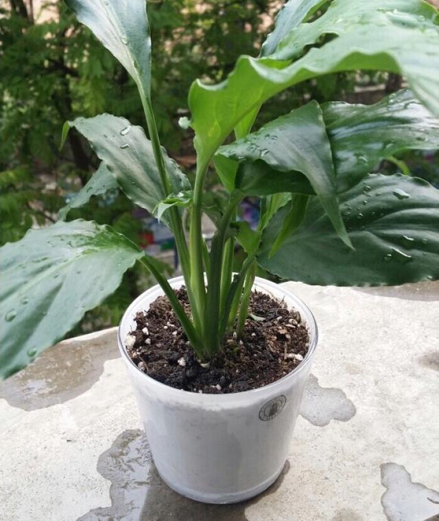 一帆风顺怎么养，一帆风顺如何养（注意光照、温度和浇水）