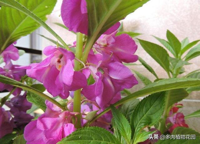 鳳仙花又名指甲草,透骨草,葉子非常像桃葉,邊緣有鋸齒,花色有紅,粉