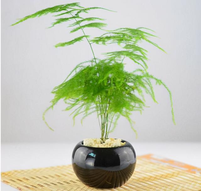 竹类绿植品种图片