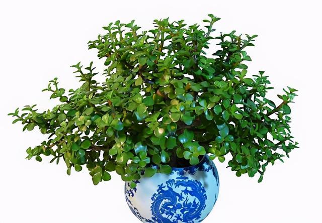 金枝玉叶盆景造型图片，金枝玉叶盆景怎么做好看（金枝玉叶这样养）